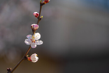 flowering tree in spring in the garden