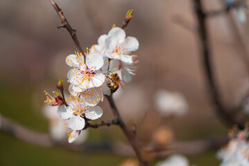 flowering tree in spring in the garden