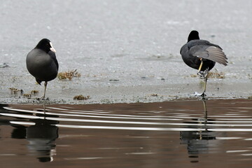 danse sur la glace de deux foulque macroule