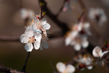 flowering tree in spring in the garden