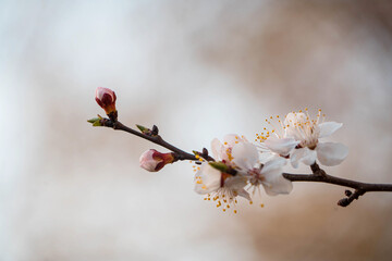 flowering tree in spring in the garden