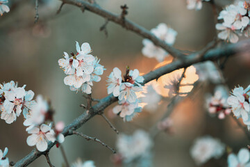 flowering tree in spring in the garden