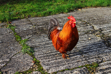 
Beautiful rooster walking in the farm