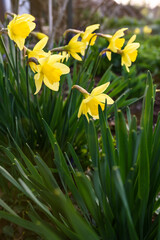 Obraz premium Narcissus - Yellow daffodil in the garden