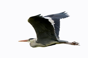 vol de héron en jour blanc