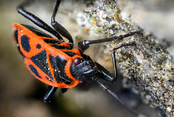 Close-up of a blush beetle head.