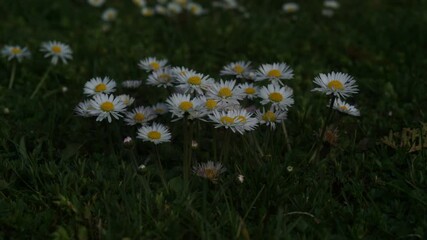 Gänseblümchen, Ausdauerndes Gänseblümchen, Mehrjähriges Gänseblümchen, Maßliebchen, Tausendschön, Monatsröserl, Margritli,  Blume, Wiesenblumen, Gras, Wiese, Frühling, Frühlingsbote, wachsen, sprießen - Powered by Adobe