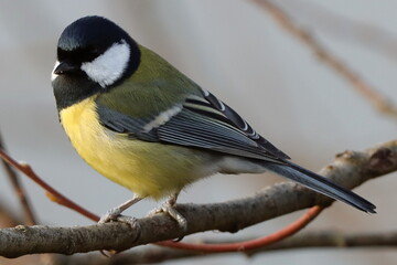 mésange charbonnière en hiver