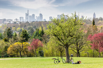 Frankfurt seen from a park outside of the skyline with bycicles under a tree - obrazy, fototapety, plakaty