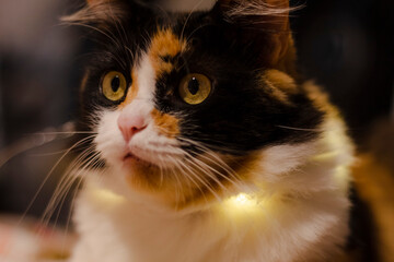 Gato natal