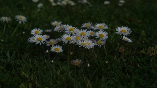 G&auml;nsebl&uuml;mchen, Ausdauerndes G&auml;nsebl&uuml;mchen, Mehrj&auml;hriges G&auml;nsebl&uuml;mchen, Ma&szlig;liebchen, Tausendsch&ouml;n, Monatsr&ouml;serl, Margritli,  Blume, Wiesenblumen, Gras, Wiese, Fr&uuml;hling, Fr&uuml;hlingsbote, wachsen, sprie&szlig;en