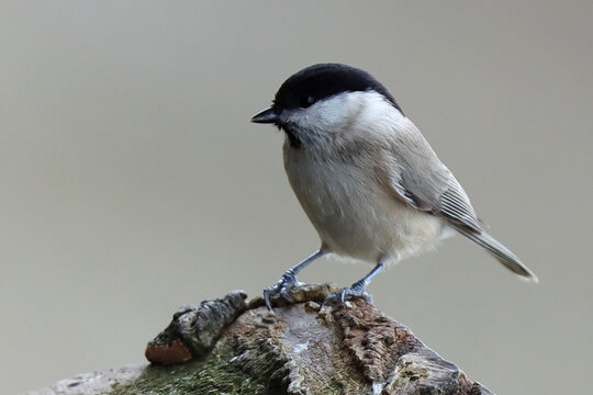 m&eacute;sange nonnette