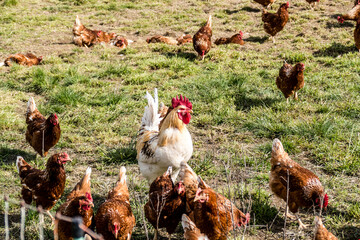 Hahn und Legehennen am Hühnerwagen