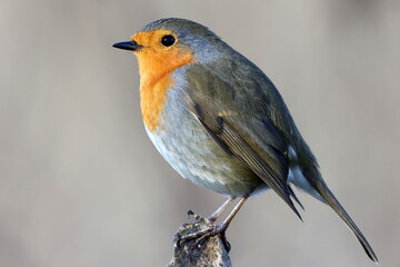 gros plan de rouge gorge