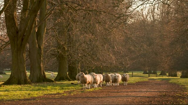 4K video clip showing flock of sheep grazing, eating grass walking in a field with trees and a path on a farm at sunset or sunrise