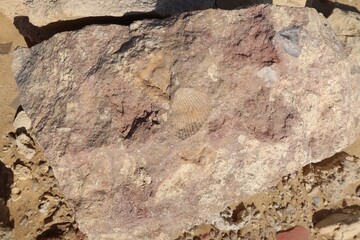 Ancient seashell fossils in the desert of Fayoum in Egypt