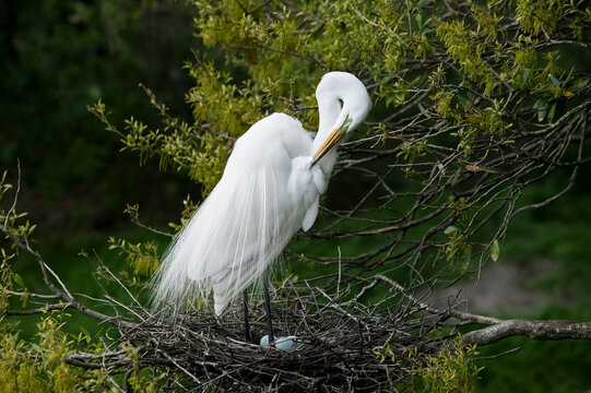 Great Egret (Casmerodius albus) with breeding plumage standing and preening over pale blue eggs in stick nest, Florida, USA.