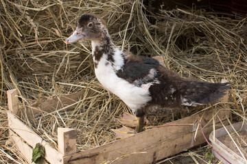 Duck broiler on a home farm