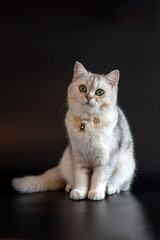 Obraz premium White gray british cat wears gold chain on black background