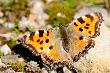 papillon petite tortue au printemps