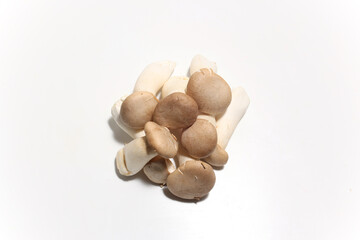 白背景のエリンギ