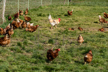 Hahn und Legehennen am Hühnerwagen