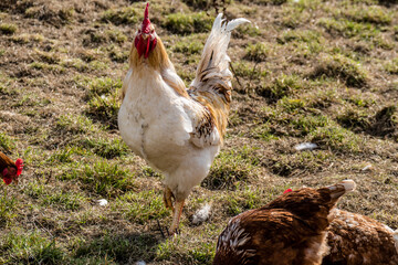 Hahn und Legehennen am Hühnerwagen