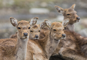 Pack of young White Tailed deer (Odocoileus virginianus) closeup