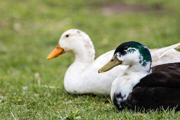 Mutant Mallard Duck Hybrid (Anas platyrhynchos) sits next to White Mallard duck