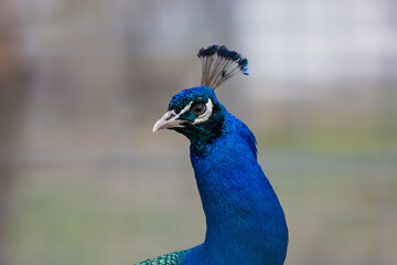 Brilliant Blue Peacock (Pavo cristatus) closeup blurred background