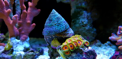 Sea snail in saltwater aquarium reef tank