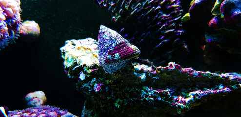 Sea snail in saltwater aquarium reef tank