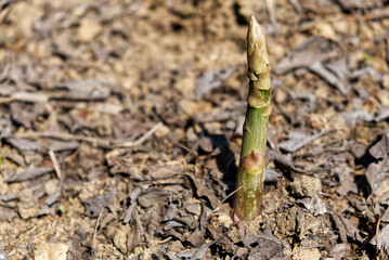 a fresh asparagus just out of the fertile soil