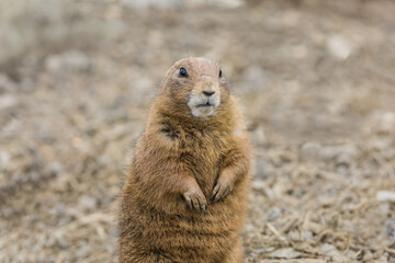 Prairie Dog (Cynomy) standing center looking slightly right
