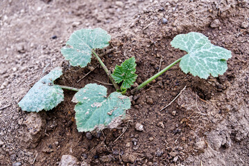 a lush seedling of summer zucchini watered in the vegetable garden
