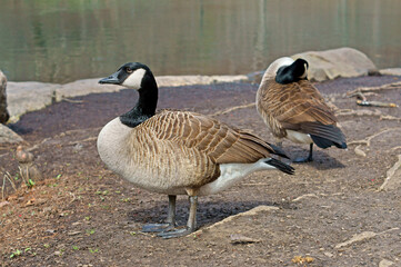 Canada goose (Branta canadensis), large wild goose, in Central Park in New York City