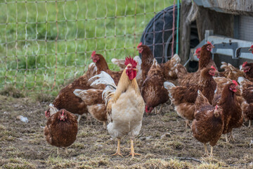 Hahn und Legehennen am Hühnerwagen