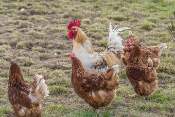Hahn und Legehennen am Hühnerwagen