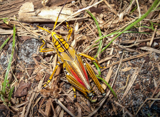 Top view of a colorful Eastern Lubber Grasshopper (Romalea guttata) on the ground amongst leaf litter, Florida, USA.