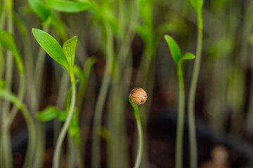 Close-up of green seedling. germinated sprouts.