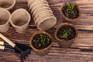 Small plants in peat pots. Garden tools on wooden background