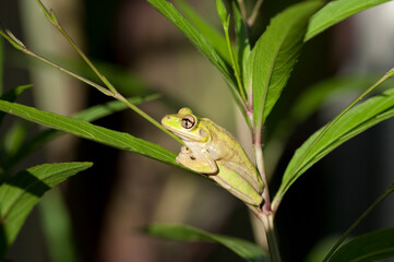 Medium side-view of an invasive Cuban Tree Frog (Osteopilus septentrionalis) sitting on a Mexican Petunia stem, Florida, USA.