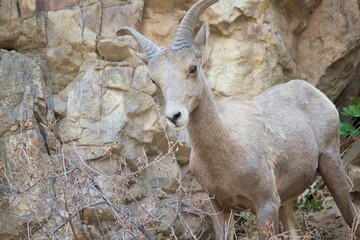 Young bighorn ram poses agains a rocky cliff at waterton canyon in Colorado USA