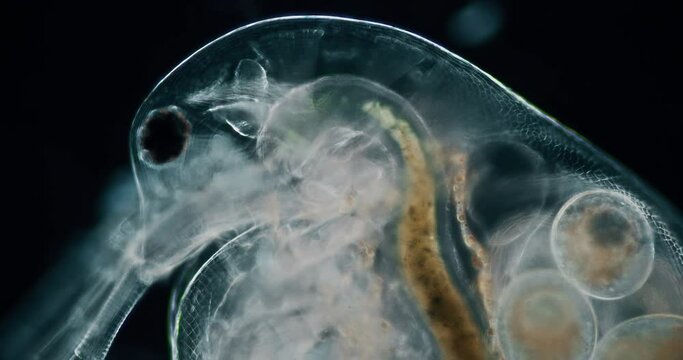 Wasserfloh Daphnia Magna mikroskopische Aufnahme 
