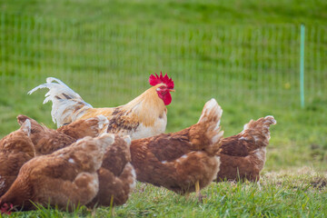 Hahn und Legehennen am Hühnerwagen