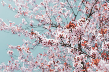 Magical spring. Bright pink blossoming trees in the sunny park	