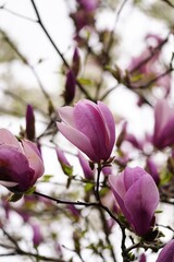 Fototapeta premium Purple Magnolia tree flowering- Spring flowers, selective focus
