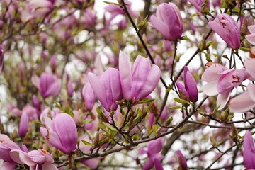 Purple Magnolia tree flowering- Spring flowers, selective focus