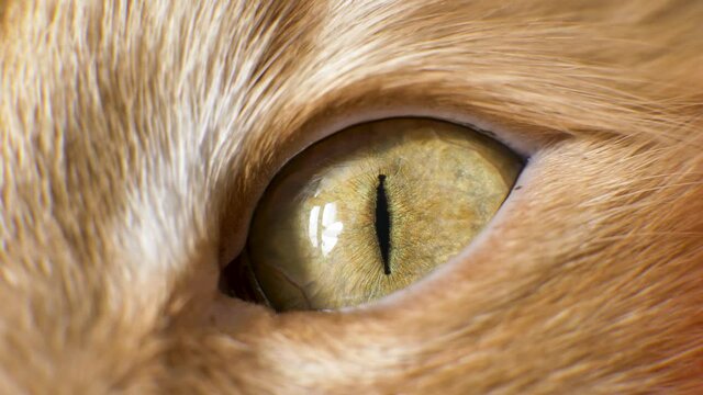 Fluffy ginger cat with thick fur opens wide orange shiny eye with narrow vertical slit shape black pupil extreme closeup