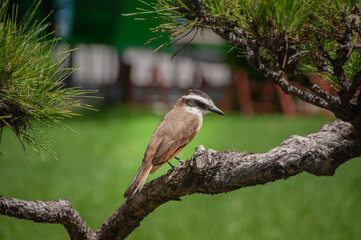 bienteveo común​​ o pitohué
